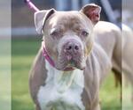 Small #1 American Pit Bull Terrier
