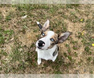 Australian Kelpie-Unknown Mix Dogs for adoption in McKinleyville, CA, USA