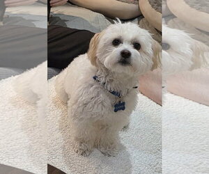 Portobello - Male Maltese Dog for Adoption - Photo #2