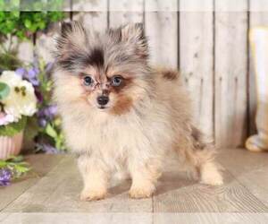 Pomeranian Puppy for sale in MOUNT VERNON, OH, USA