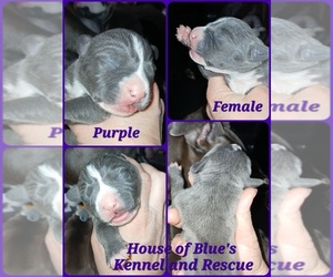 American Pit Bull Terrier Puppy for sale in DELAWARE, OH, USA