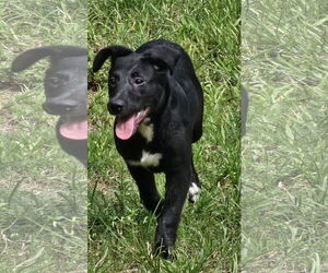 German Shepherd Dog-Unknown Mix Dogs for adoption in Royal Palm Beach, FL, USA