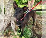 Small German Shepherd Dog Mix