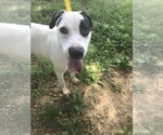 Small #1 American Bulldog Mix