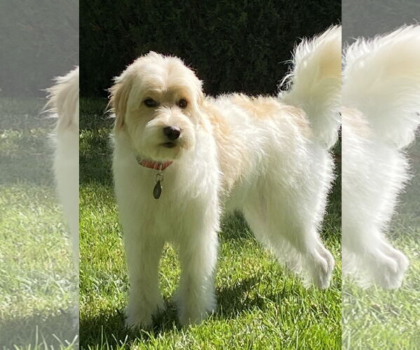 Medium Photo #5 Mutt Puppy For Sale in Sandy, UT, USA