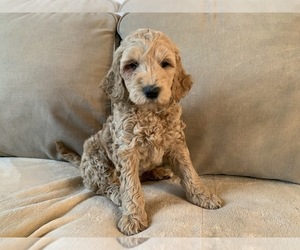 Goldendoodle Puppy for sale in ROCHESTER, NY, USA