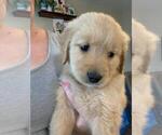 Small Photo #1 Golden Retriever Puppy For Sale in BRENTWOOD, CA, USA