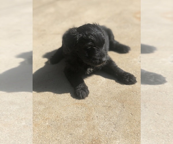 Medium Photo #5 Aussiedoodle Miniature  Puppy For Sale in SPENCER, TN, USA