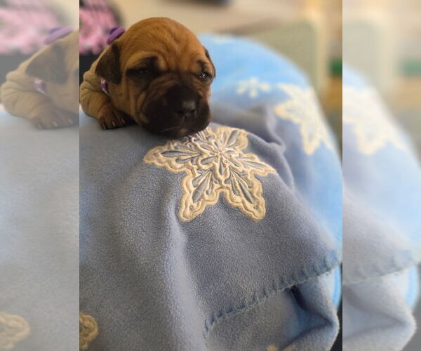 Medium Photo #6 American Pit Bull Terrier Puppy For Sale in CHARLOTTE, NC, USA