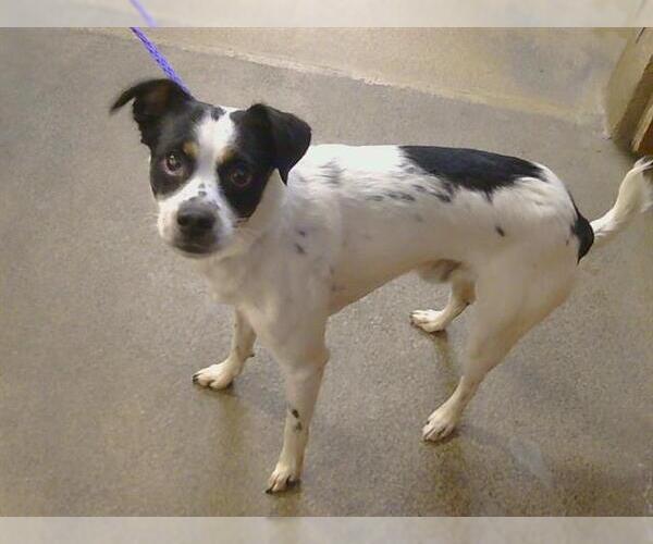 Medium Photo #1 Toxirn Puppy For Sale in Sacramento, CA, USA