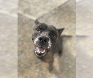 Anyra - Female Mutt Dog for Adoption - Photo #2