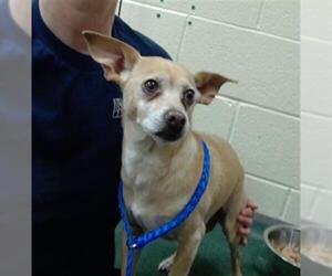 Chihuahua Dogs for adoption in Denver, CO, USA