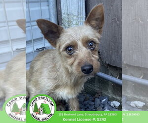 Mutt Dogs for adoption in Stroudsburg, PA, USA