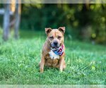 Small #5 American Staffordshire Terrier-Labrador Retriever Mix