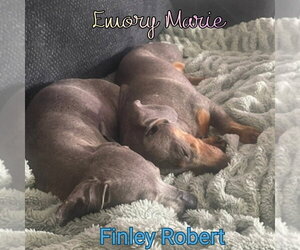 Finley Robert+ - Male Dachshund Dog for Adoption - Photo #22