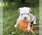 Small #3 French Bulldog
