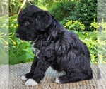 Small #8 F2 Aussiedoodle