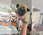 Puppy Helen Pug