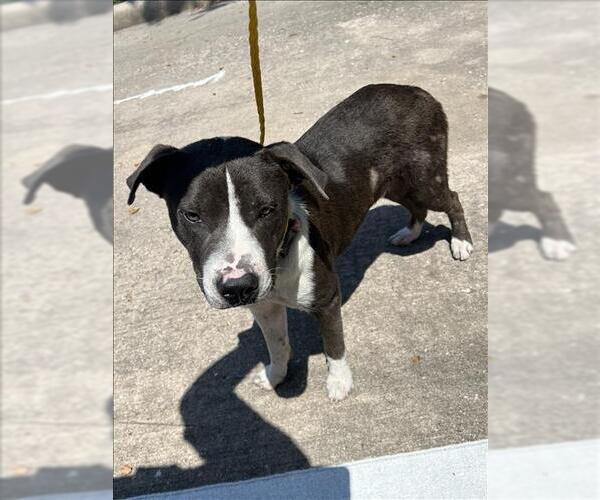 Medium Photo #1 Staffordshire Bull Terrier Puppy For Sale in Houston, TX, USA