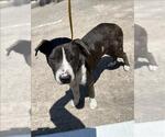 Small Staffordshire Bull Terrier