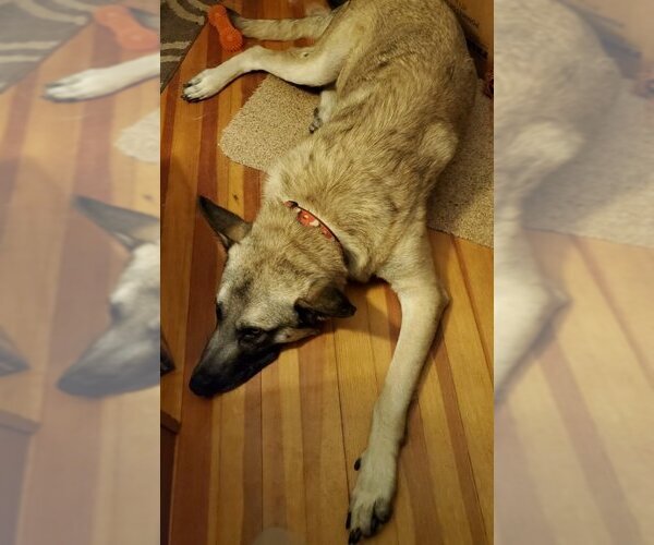 Medium Photo #5 German Shepherd Dog-Norwegian Elkhound Mix Puppy For Sale in Winston Salem, NC, USA