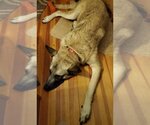 Small Photo #5 German Shepherd Dog-Norwegian Elkhound Mix Puppy For Sale in Winston Salem, NC, USA