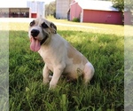 Small Photo #3 Great Dane Puppy For Sale in SOMERVILLE, TN, USA