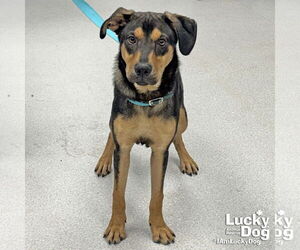 Australian Shepherd-Unknown Mix Dogs for adoption in Washington, DC, USA