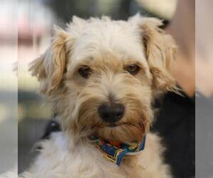 Mutt Dogs for adoption in San Antonio, TX, USA
