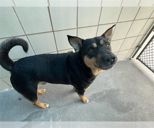 Medium Photo #1 Rottweiler-Unknown Mix Puppy For Sale in Corpus Christi, TX, USA