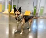 Small German Shepherd Dog Mix
