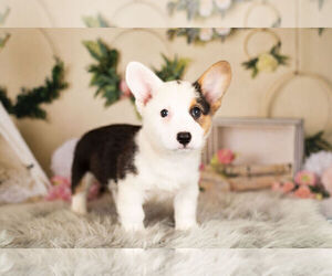 Medium Pembroke Welsh Corgi