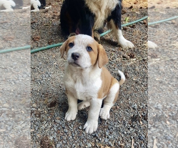 Medium Photo #3 Bernese Mountain Dog-Unknown Mix Puppy For Sale in WOODLAND, WA, USA