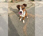 Small #8 Boxador