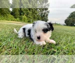YorkiePoo Puppy for sale in GODWIN, NC, USA