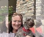 Small #1 Havanese