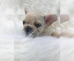 Small Photo #3 French Bulldog Puppy For Sale in ALPHARETTA, GA, USA