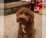 Small Photo #1 Goldendoodle Puppy For Sale in FREDERICKSBURG, VA, USA