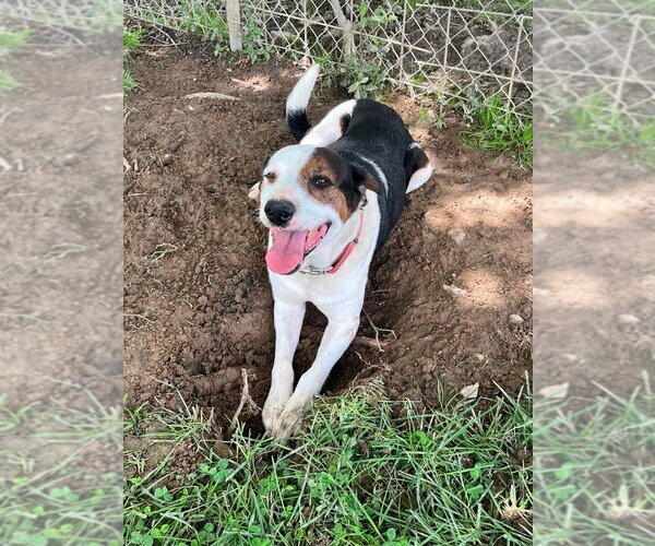 Medium Photo #3 Mutt Puppy For Sale in Osgood, IN, USA