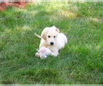Small #4 English Cream Golden Retriever