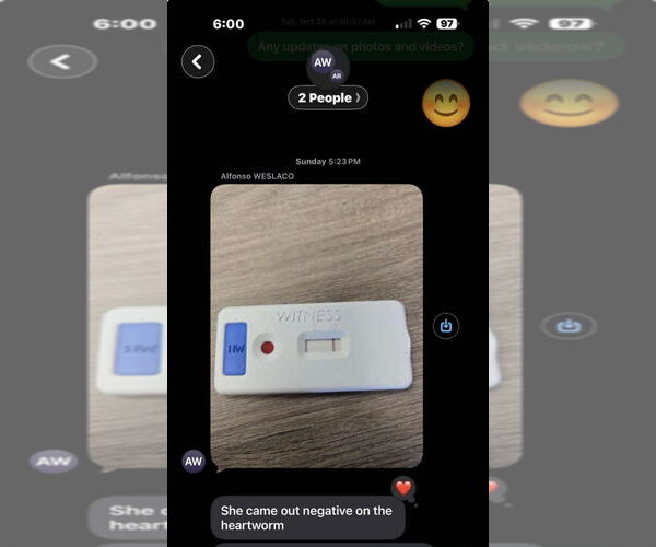 Medium Photo #2 Great Dane Puppy For Sale in Bullard, TX, USA