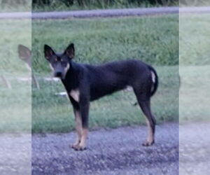 Molly - Female Australian Kelpie-Unknown Mix Dog for Adoption - Photo #2