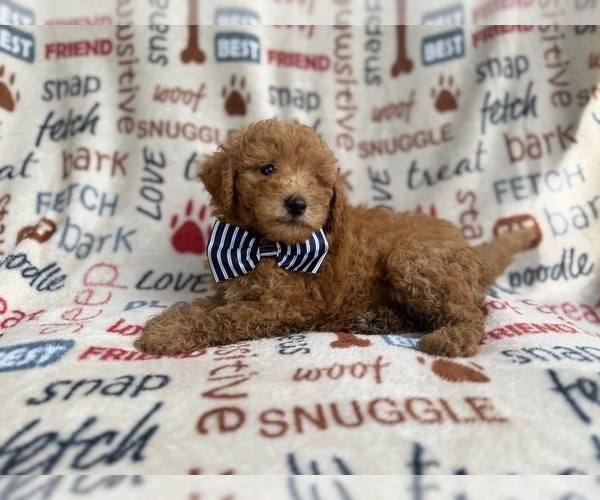 Medium Photo #8 Goldendoodle (Miniature) Puppy For Sale in LAKELAND, FL, USA