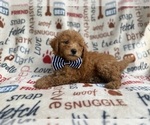 Small #7 Goldendoodle (Miniature)