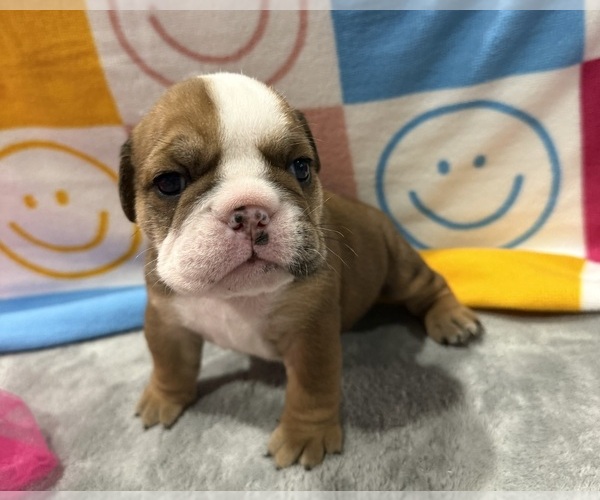 Medium Photo #5 English Bulldog Puppy For Sale in EVEREST, KS, USA