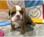 Small #4 English Bulldog
