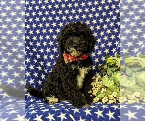Medium Photo #3 Miniature Bernedoodle Puppy For Sale in GLEN ROCK, PA, USA