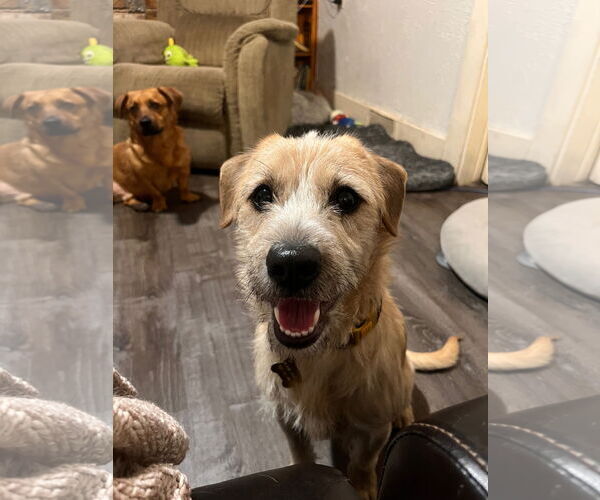 Medium Photo #2 Mutt Puppy For Sale in Sandy, UT, USA