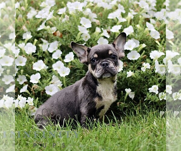 Medium Photo #6 French Bulldog Puppy For Sale in RONKS, PA, USA