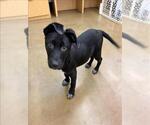 Small Labrador Retriever Mix